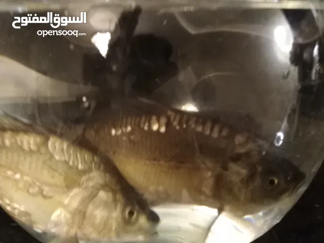 السلام عليكم ورحمة الله وبركاته سمك للبيع