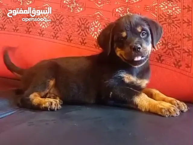للبيع جرو روت ويلر الجنس أنثي العمر شهرين للتواصل