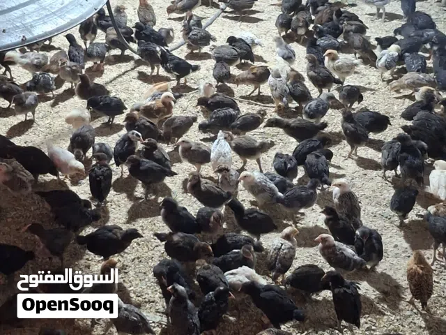 صيصان بلدي فراخ بلدي