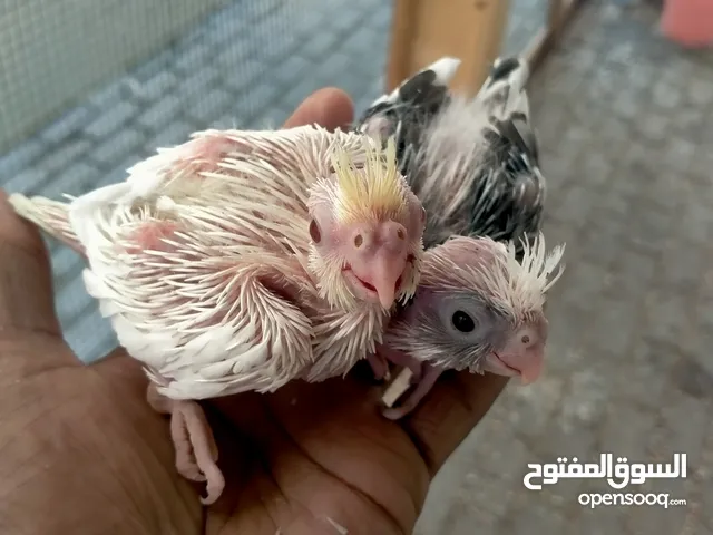cockatiel chicks