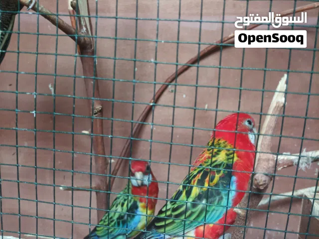السلام عليكم ورحمه الله وبركاته