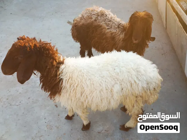 خروف وعبورة نخب