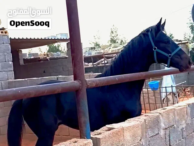 فلو بسم الله ماشاء الله للبيع عمره 13 الشهر