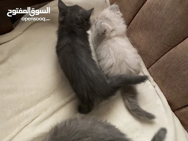 قطط سكوتس فولد + ستريت (بيور) 100%