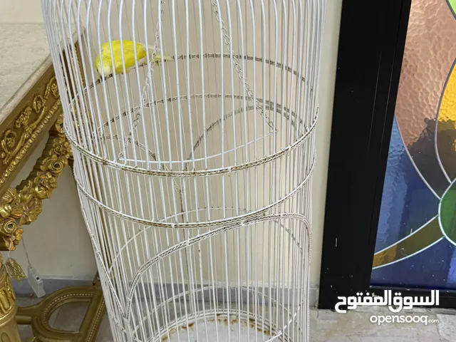 كويكر مع القفص