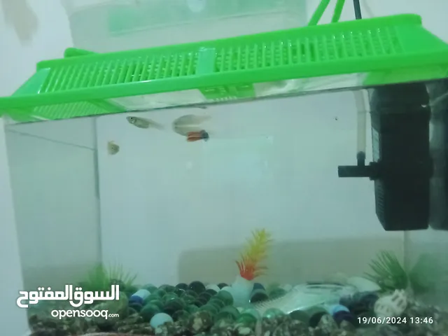 بيع اسماك جوبي مع حوض وفلتر اسنج شامل كل شي في الحوض مع الفروخ صغار