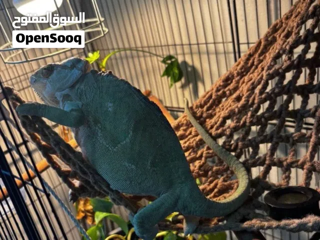 حرباء اليفه