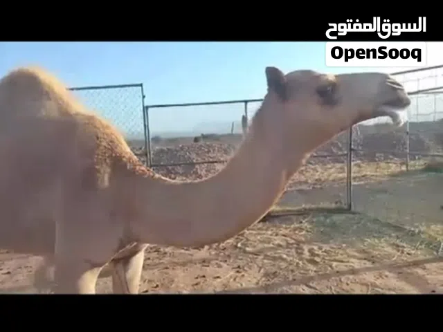 جعود للبيع