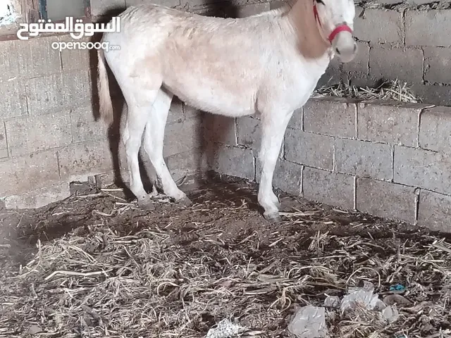 جحشه مرياع
