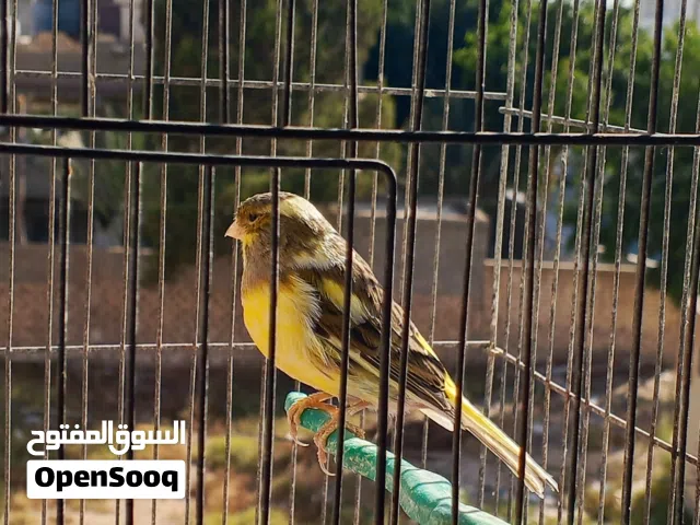 انثى كناري للبيع