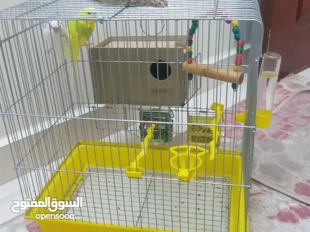 طيور حب للبيع مع كامل اغراضهم