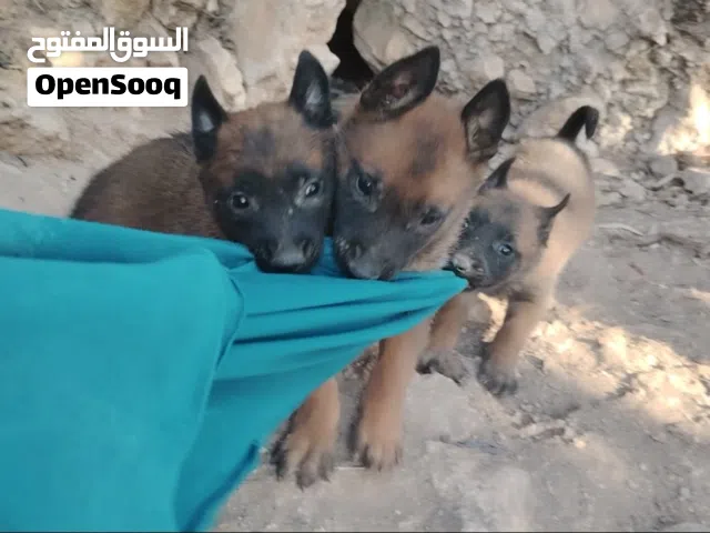 متاح جراء بلجم ملينوو دم نار   ثلاث ذكور انثايه