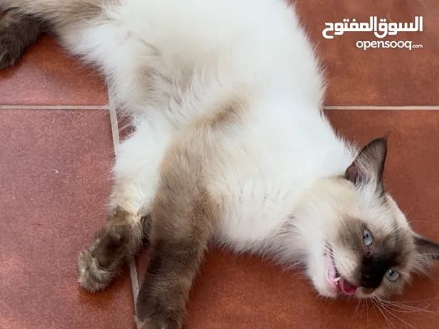قط مفقود بالجبيل