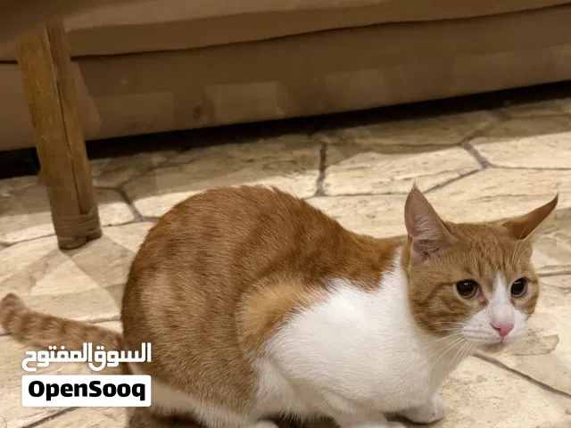 Cats for adoption