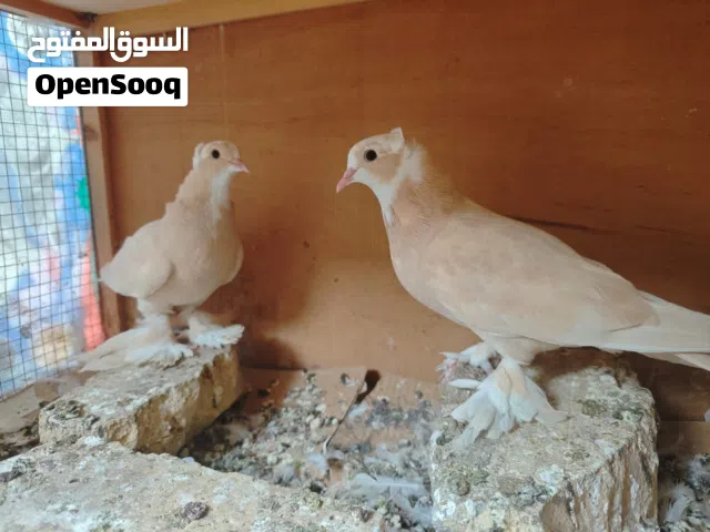 للبيع طيور زينة مالات بيت