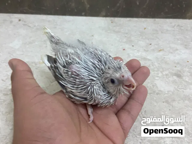 فروخ كوكتيل وايت فيس للغر التدريب
