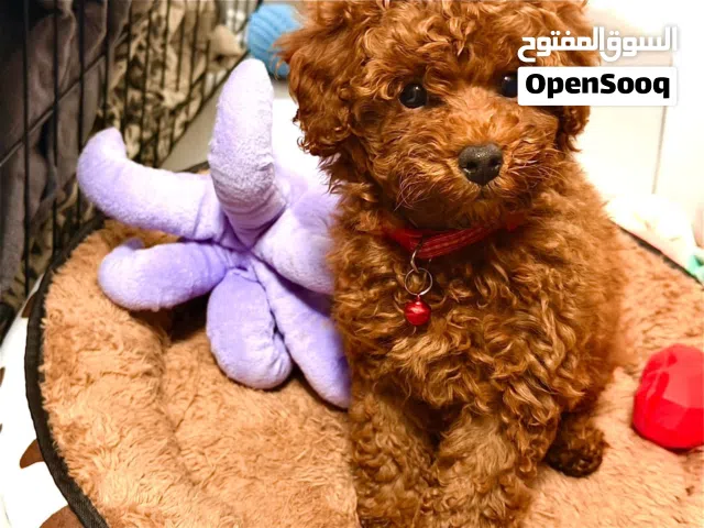 Female Toy Poodle