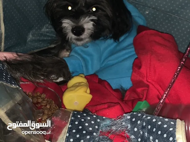 كلب ذكر مالتيز للتبني مجانن