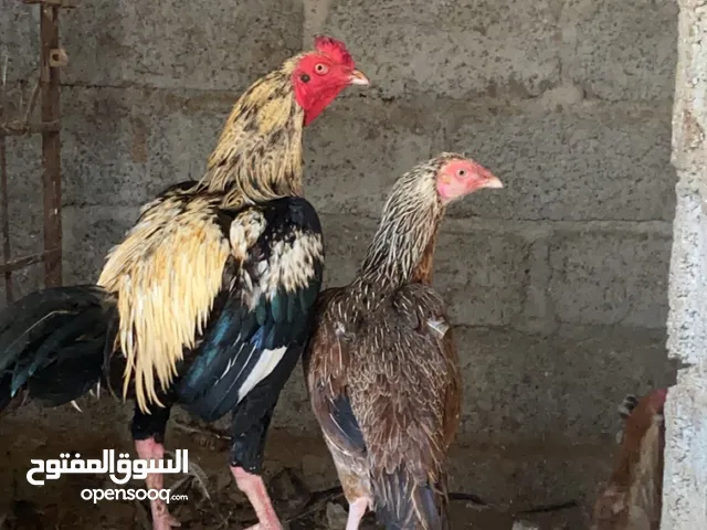 زوج باكستاني اصل مطلوب 30غير قابل