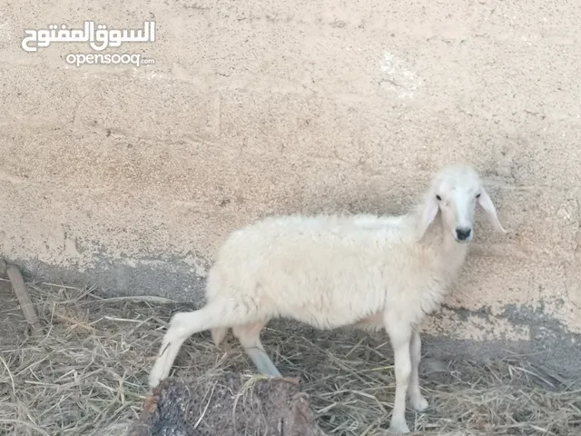 حمله عمانية للبيع