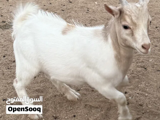 تيس جيكي 3 شهور