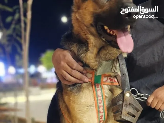 كلب جيرمن بيور عضم عريض مدرب حراسة أو شراسه