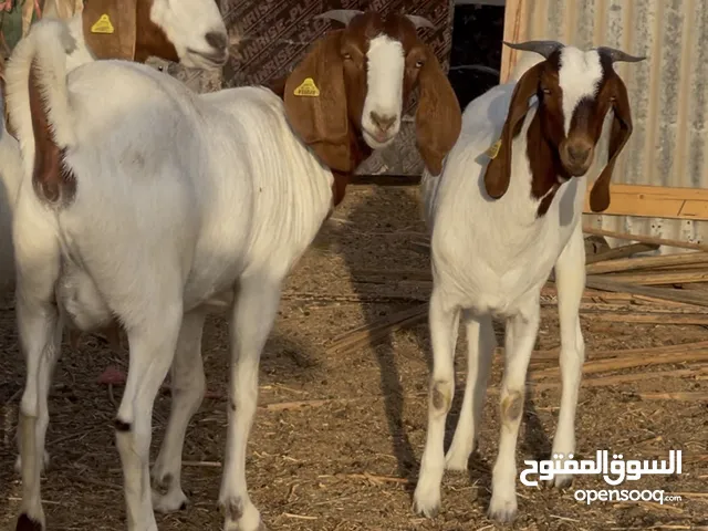 African goats for sale. All real. All small. You can see that clearly in the video
