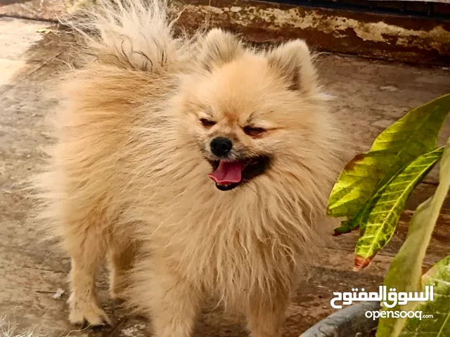 ذكر بومرينيان