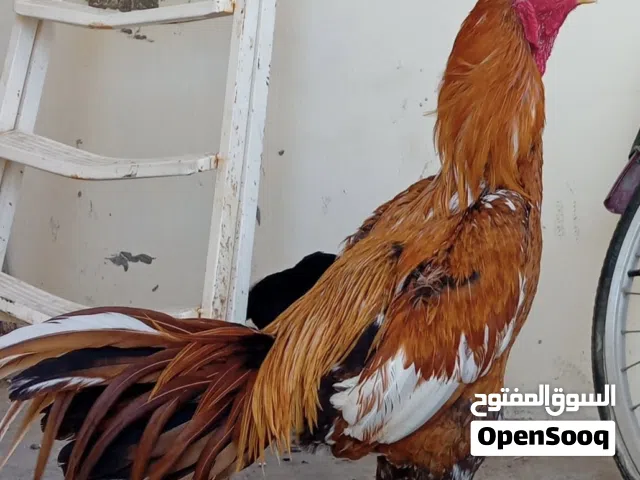 طير سندي للبيع 70 قابل