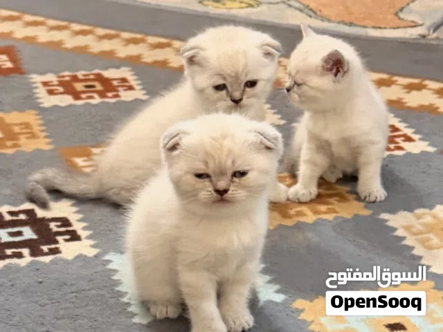اسكواش فولد