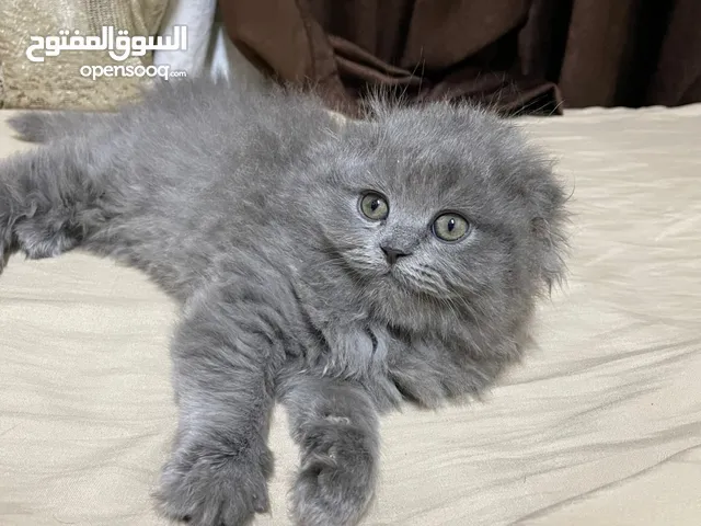 قطط بريتش ستريت وفولد للبيع