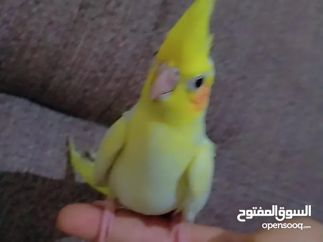 طائر الكوكتيل