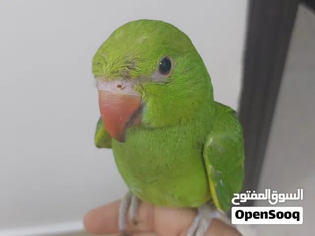 بغبغاء متوه