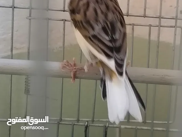 كناري إنتاج محلي