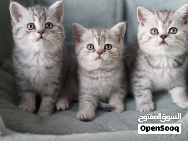 بريتش شورت هير British shorthair
