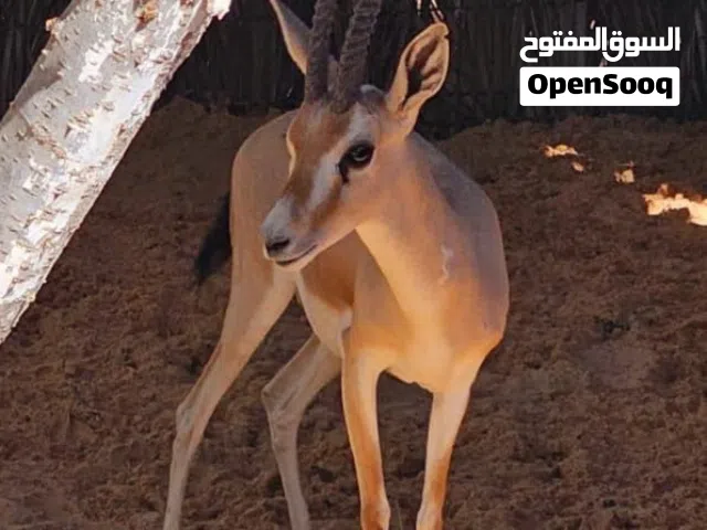 جدّي غزال الريم لإماراتي