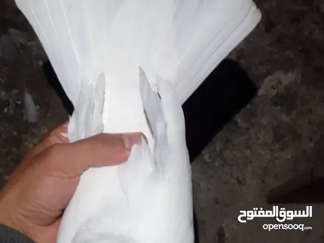 السلام عليكم زوج لوت فحله اريد اراوسهن بنثايه لوت ويفضل يكون جاهزات للتبزير