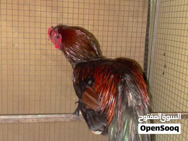 ديك للبيع مناسب