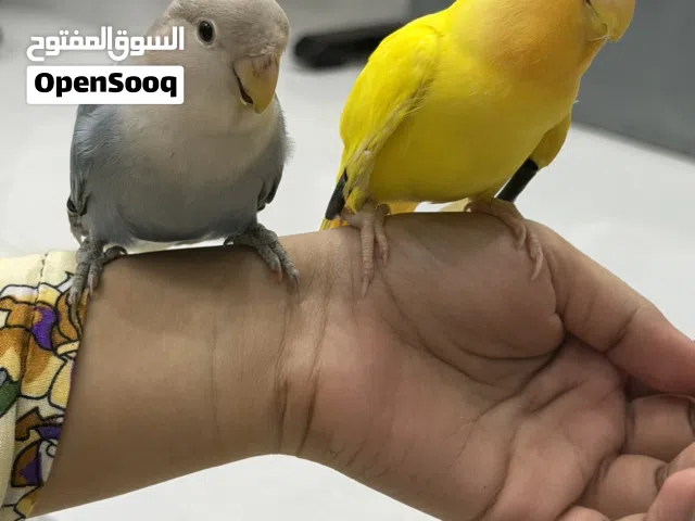 للبيع طيور روز