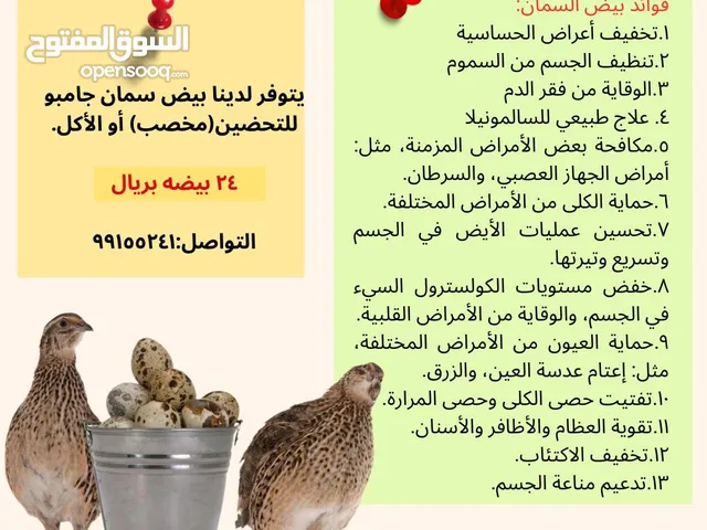 بيض سمان 24 حبه ف ريال