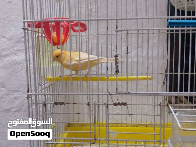 انثى كناري سوبر شيرازي انتاج عراقي عمرها تقريبا سنه ابيع شرط الصحه والنظافه+عندي شيرازي رجلها مكطومه