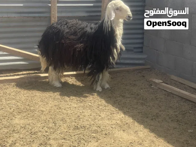 كبش نجدي للبيع