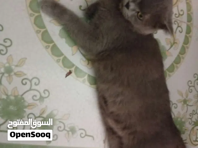 قط لتربيه