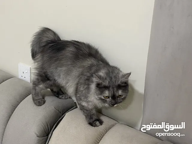 قطه شيرازيه للبيع ب 25 ريال