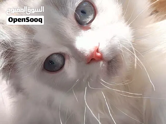 قطة أنثى مكس راغدول و هملايا شكولت العمر 3 أشهر تتعلق بصاحبها و حنونة جدا