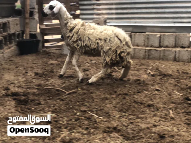 حولية موس الله يبارك