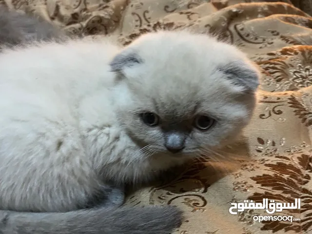 قطط سكوتش فولد + ستريت من اب وام مسجلين (بيوور)