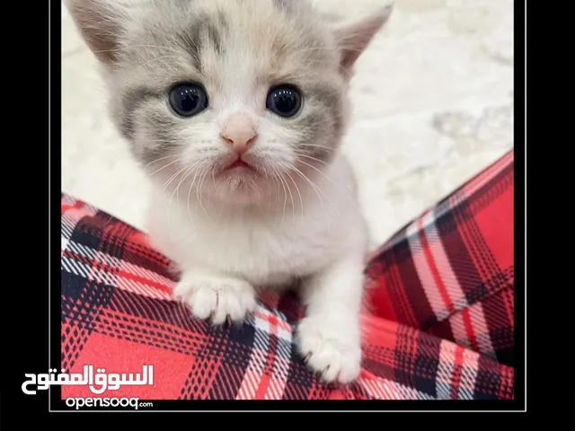 سكوتش فولد بيور kitten