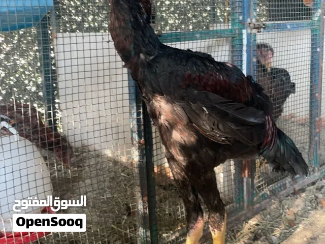 ديج هندي فاخر علا السوم