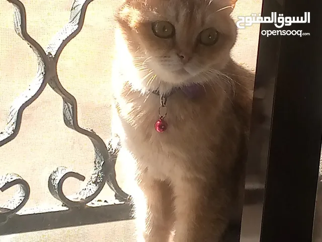 انثى سكوتش جولدن ny12 عمر سنه ونص منتجه وإنتاجها بجنن بيور ميه بالميه متعوده على اللتر بوكس